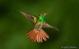 McGuffey’s Third Reader – Humming&nbsp;Birds