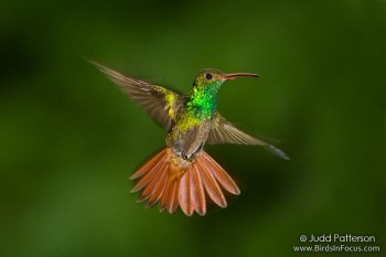 Rufous-tailed Hummingbird (Amazilia tzacatl) by Judd Patterson