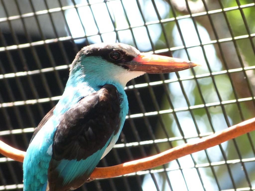 Blue-breasted Kingfisher (Halcyon malimbica) at LPZ by Lee