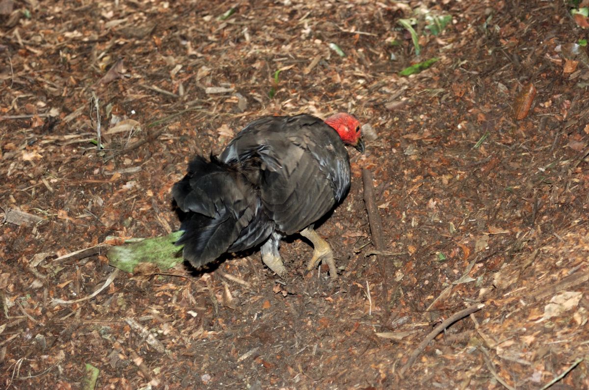 Australian Brushturkey (Alectura lathami) at NA by Dan