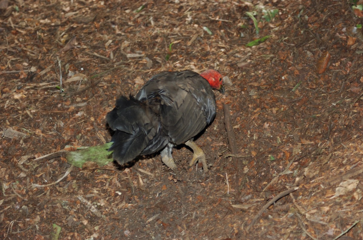 Australian Brushturkey (Alectura lathami) at NA by Dan
