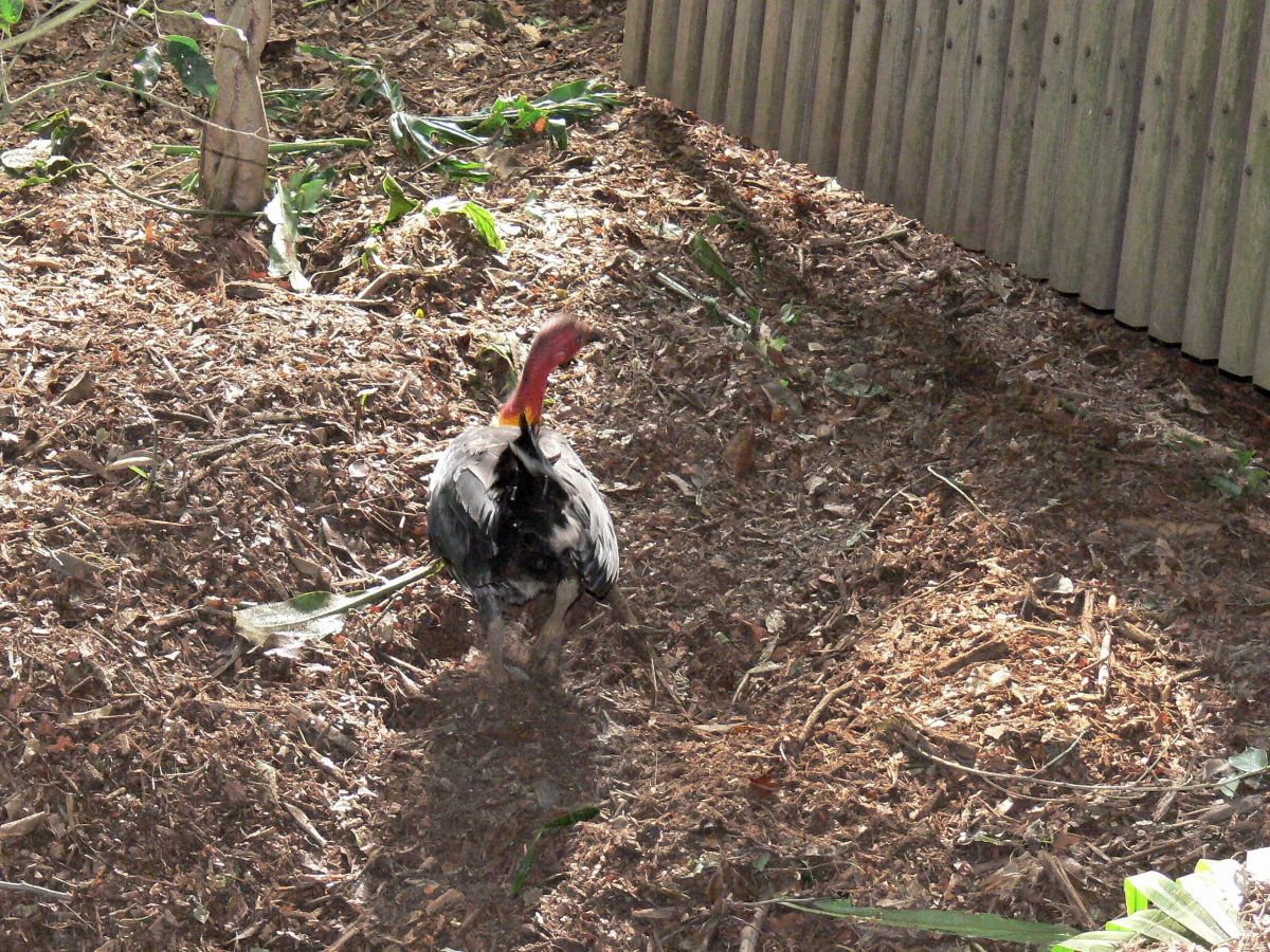 Australian Brushturkey (Alectura lathami) at NA by Lee