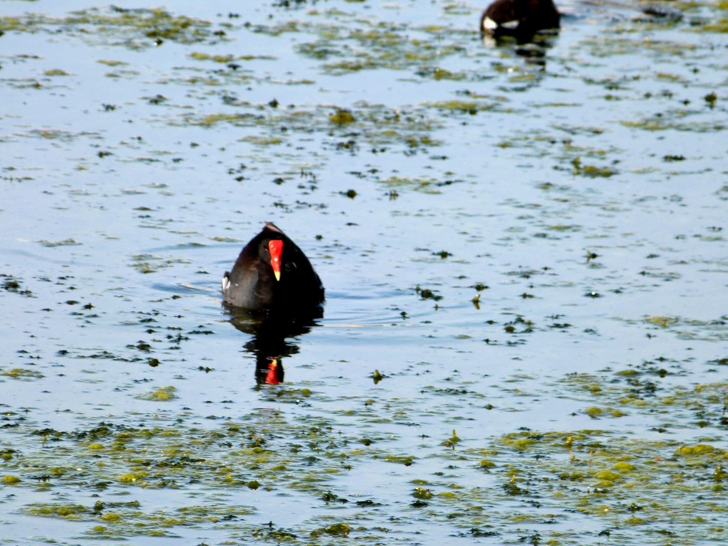 Common Gallinule