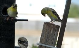 Lee’s Seven Word Sunday –&nbsp;7/16/17