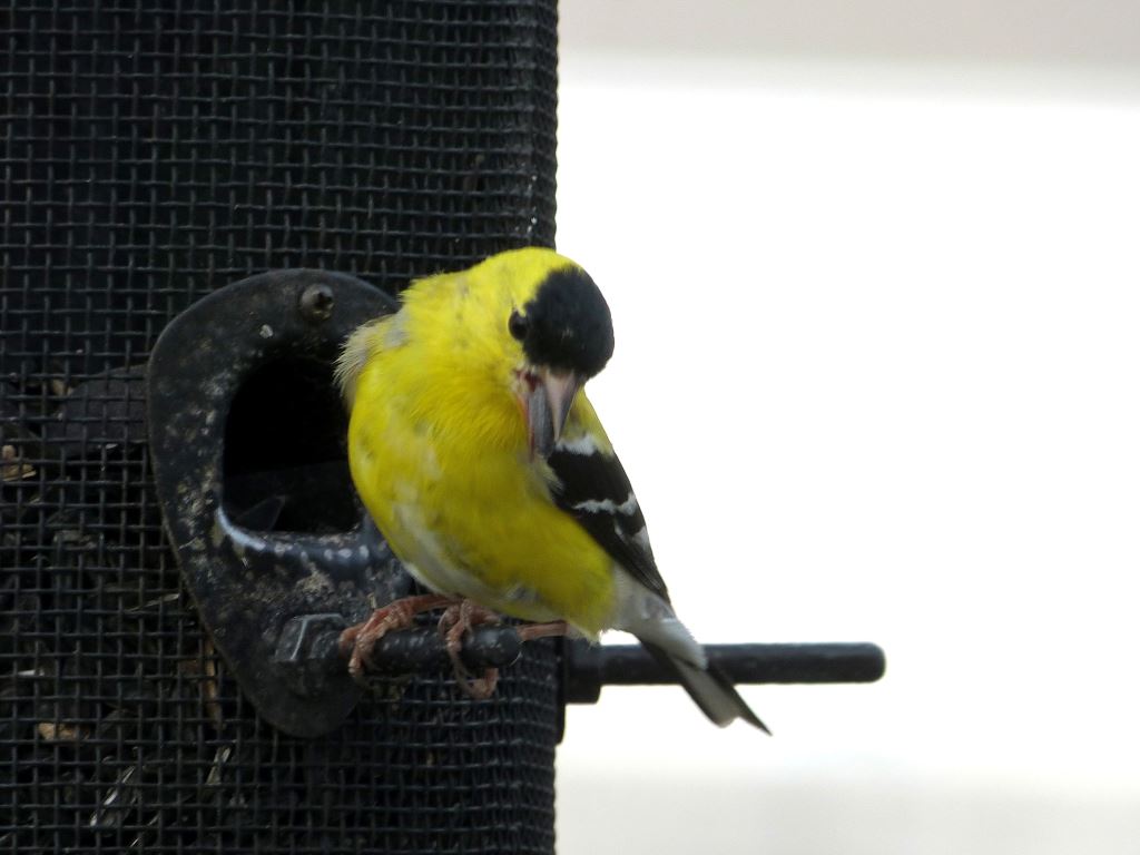 American Goldfinch (Spinus tristis) 4-1-13 No screen clean window