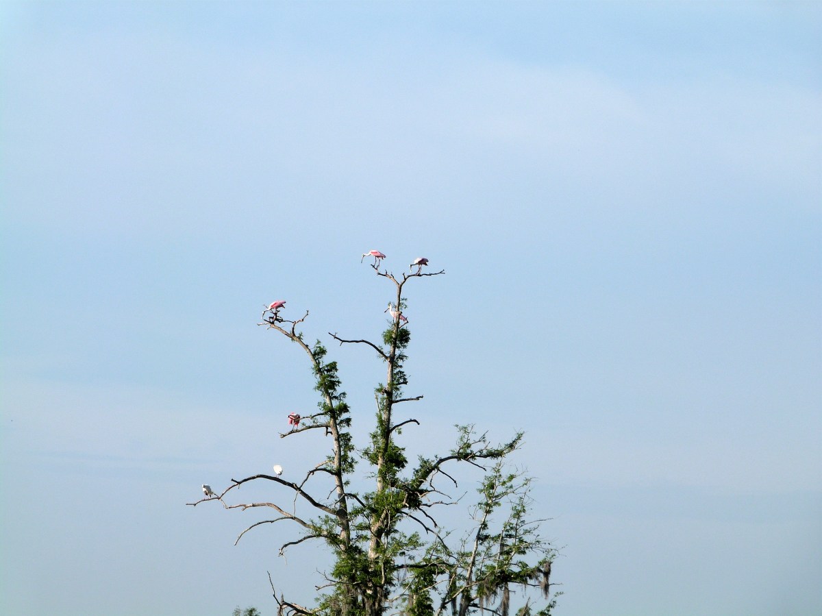 Roseate Spoonbill Tree