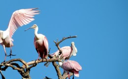 Birds of the Bible – Roseate&nbsp;Spoonbill