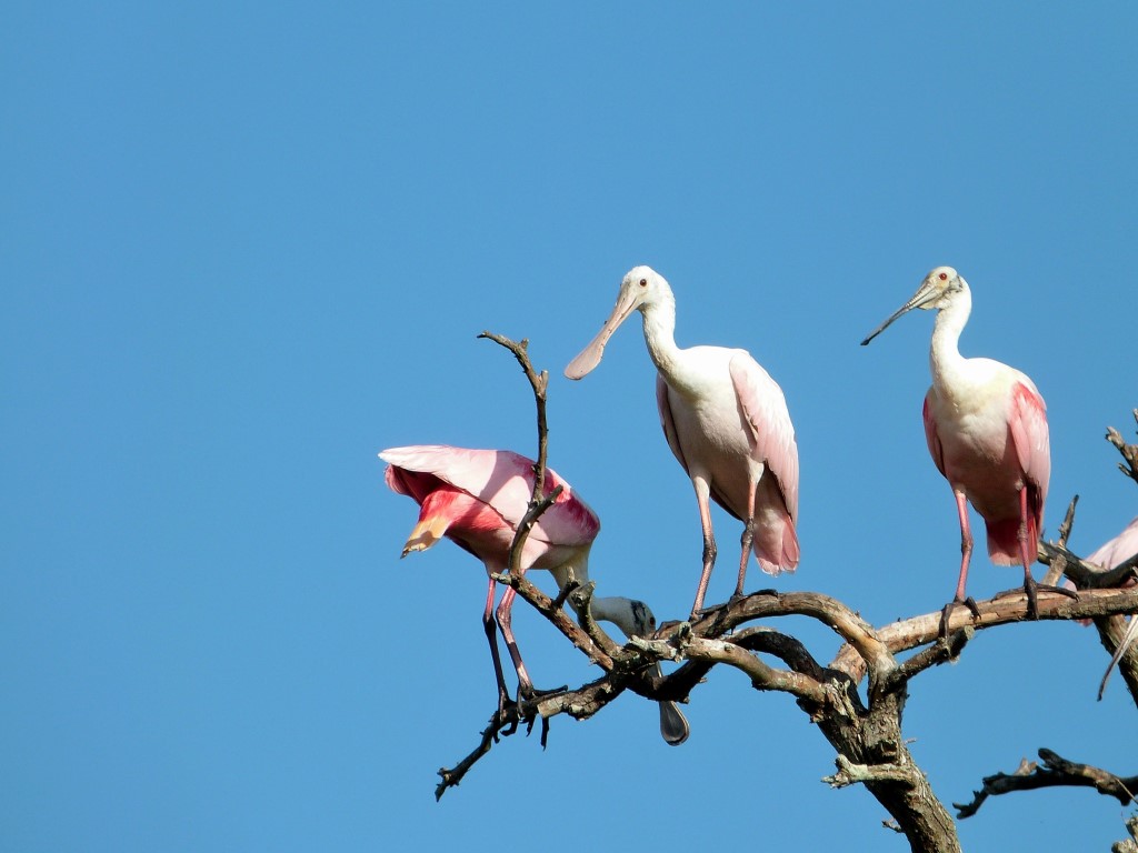 Roseate Spoonbill
