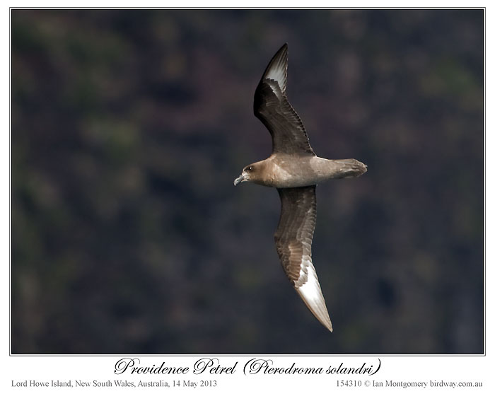 Providence Petrel (Pterodroma solandri) by Ian