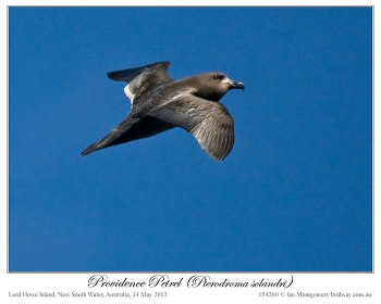 Providence Petrel (Pterodroma solandri) by Ian