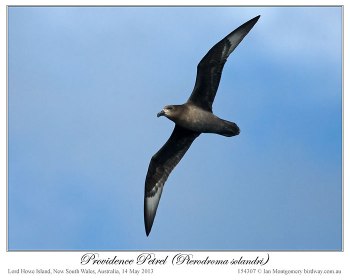 Providence Petrel (Pterodroma solandri) by Ian