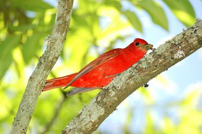 Summer Tanager (Piranga rubra) Male ©WikiC