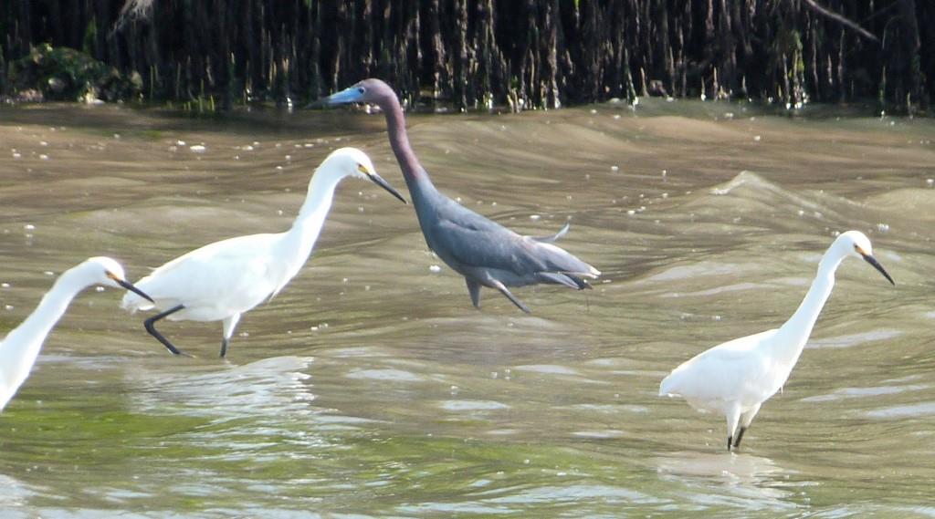 Little Blue Heron and Snowy Egrets by Lee from distance
