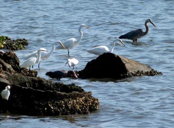 Reddish, Snowys, Greats Egrets and Great Blue Heron 5-10-13 by Lee at MacDill