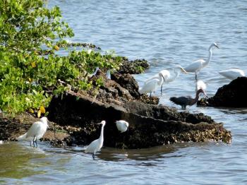 Reddish-Snowys-Greats Egrets -Great Blue Heron by Lee