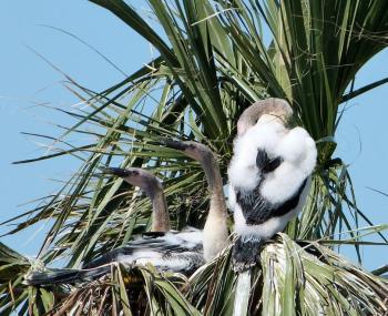 Anhinga (Anhinga anhinga) Immatures at Viera Wetland by Lee