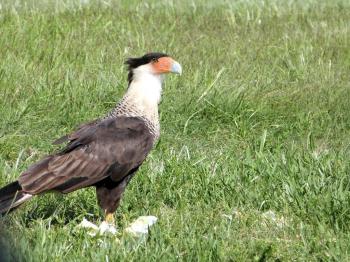 Northern Crested Caracara (Caracara cheriway) at Viera Wetlands by Lee