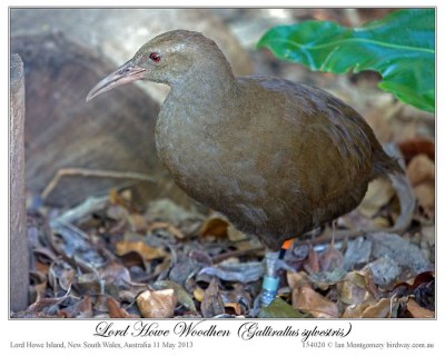 Lord Howe Woodhen (Gallirallus sylvestris) by Ian 1