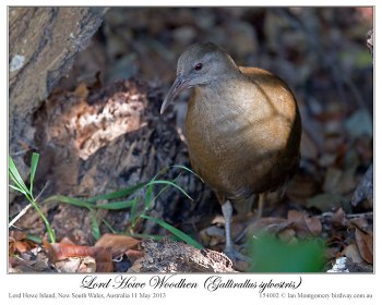 Lord Howe Woodhen (Gallirallus sylvestris) by Ian