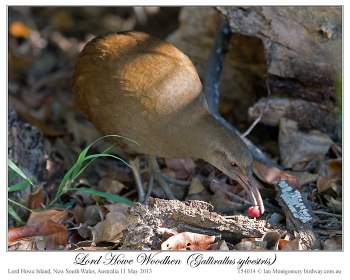 Lord Howe Woodhen (Gallirallus sylvestris) by Ian