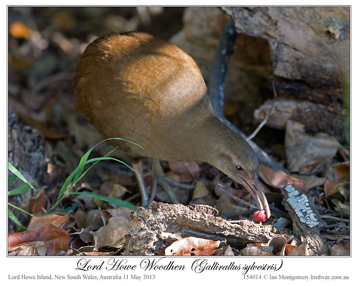Lord Howe Woodhen (Gallirallus sylvestris) by Ian