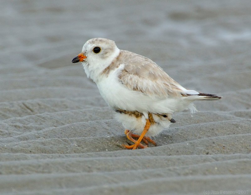 Piping Plover (Charadrius melodus) by J Fenton5