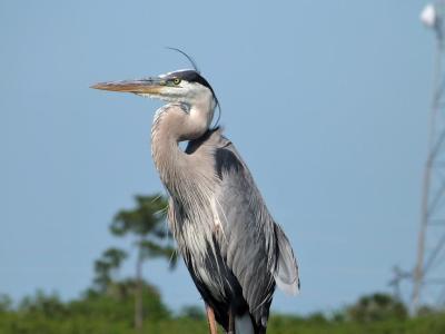 Great Blue Heron (Ardea herodias) Watching young nearby by Lee at Viera Wetlands
