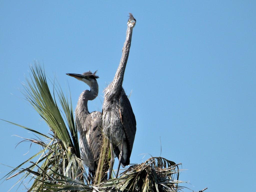 Great Blue Heron (Ardea herodias) Young by Lee at Viera Wetlands