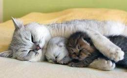 Bible Birds – Mother Birds and Their&nbsp;Young