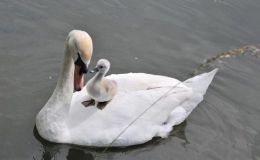 Vol 2, #6 – The Ornithological&nbsp;Congress