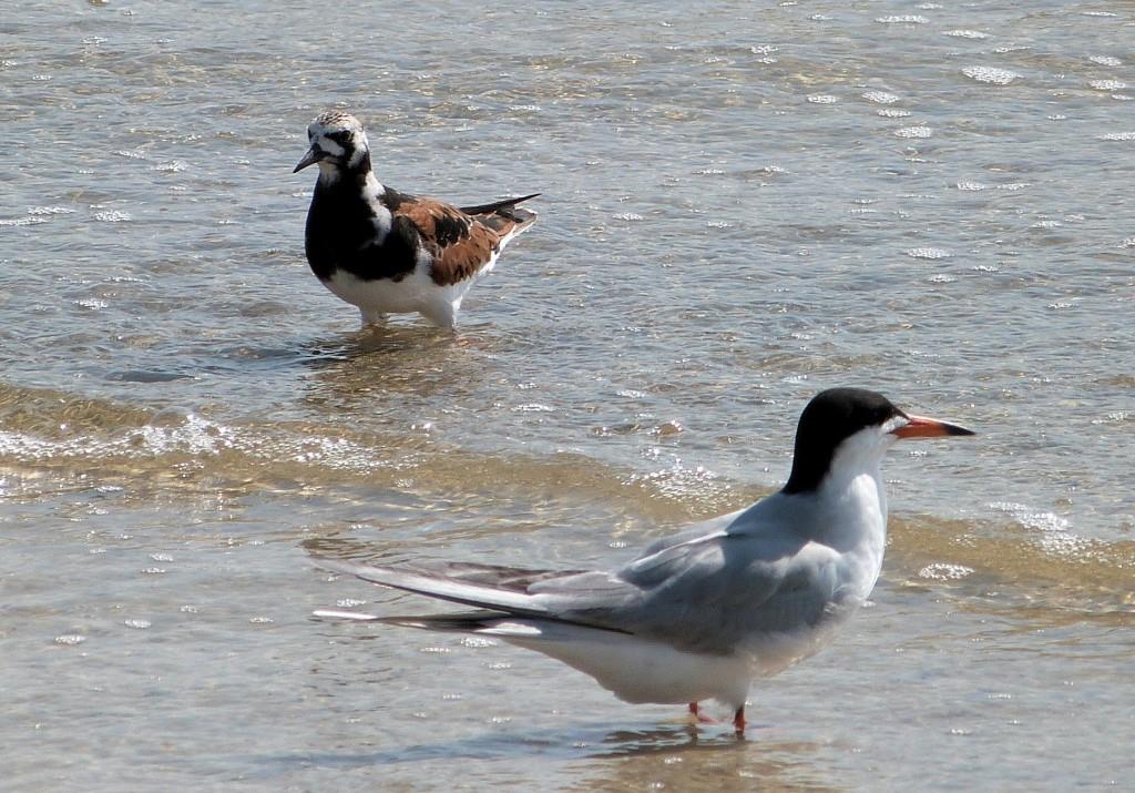 Ruddy Turnstone and Forster's Tern