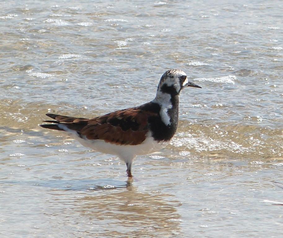 Ruddy Turnstone - MacDill crop