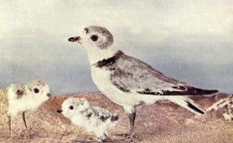 The Belted Piping Plover – Vol II #&nbsp;5
