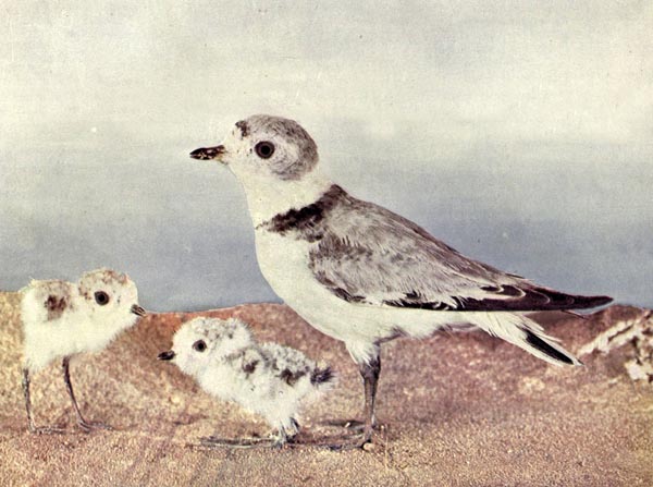 The Belted Piping Plover