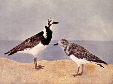 The Turnstone - Birds Illustrated by Color Photography