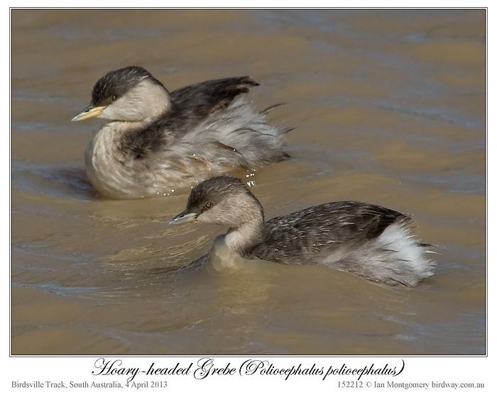 Hoary-headed Grebe (Poliocephalus poliocephalus) by Ian 2