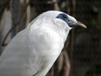Bali Myna (Leucopsar rothschildi) at Lowry Park Zoo by Lee Bali Myna (Leucopsar rothschildi) by Lee
