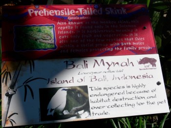 Bali Myna (Leucopsar rothschildi) Sign at LPZ Bali Myna (Leucopsar rothschildi) Sign at LPZ