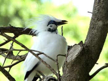 Bali Myna (Leucopsar rothschildi Palm Beach Zoo by Lee Bali Myna (Leucopsar rothschildi Palm Beach Zoo by Lee