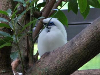 Bali Myna (Leucopsar rothschildi Palm Beach Zoo by Lee Bali Myna (Leucopsar rothschildi Palm Beach Zoo by Lee