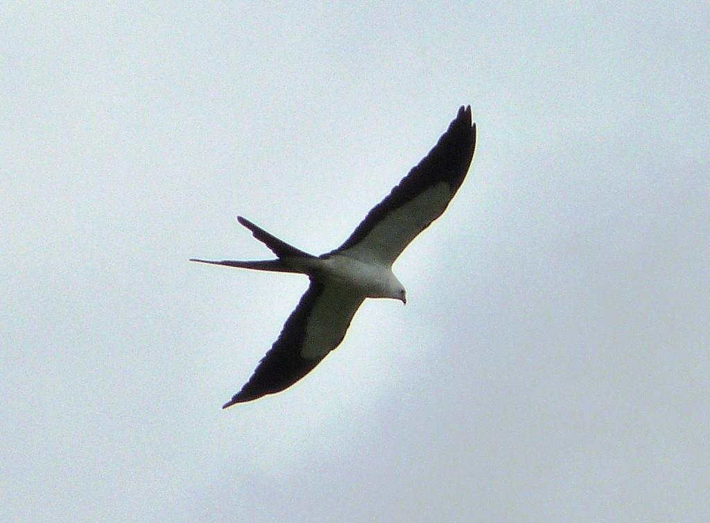 Swallow-tailed Kite (Elanoides forficatus) at Circle B