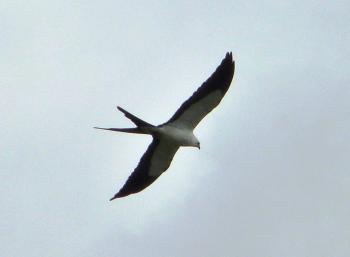 Swallow-tailed Kite (Elanoides forficatus) at Circle B
