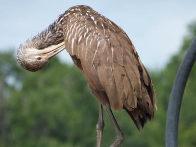 Limpkin (Aramus guarauna) Preening at Circle B