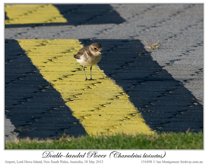 Double-banded Plover (Charadrius bicinctus) by Ian 2