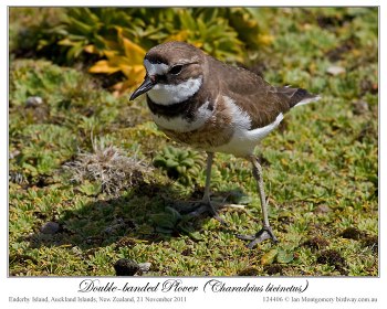 Double-banded Plover (Charadrius bicinctus) by Ian 4 Double-banded Plover (Charadrius bicinctus) by Ian 4