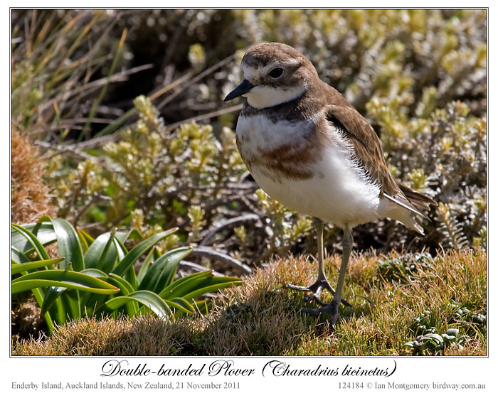 Double-banded Plover (Charadrius bicinctus) by Ian 5
