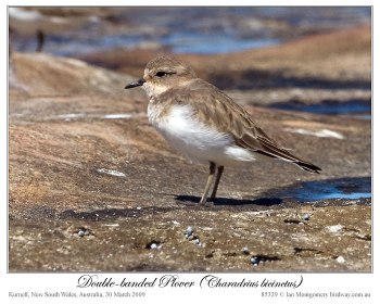 Double-banded Plover (Charadrius bicinctus) Immature by Ian 7 Double-banded Plover (Charadrius bicinctus) Immature by Ian 7