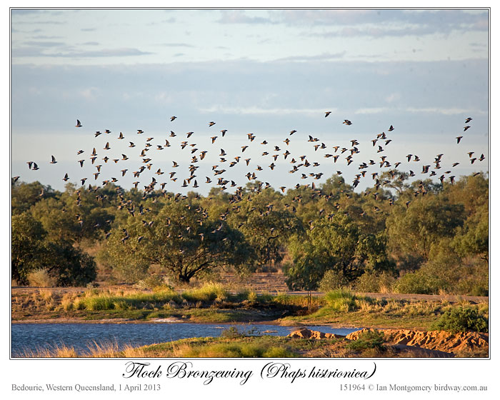 Flock Bronzewing (Phaps histrionica) by Ian 2