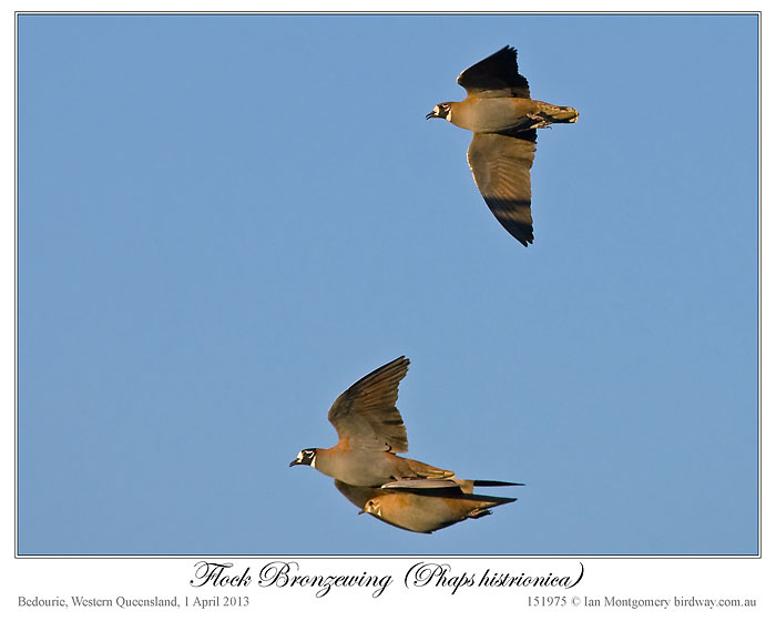 Flock Bronzewing (Phaps histrionica) by Ian 3