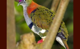 Birds of the Bible – Coat of Many&nbsp;Colors